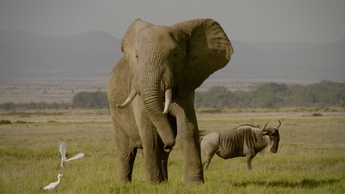 The Ivory Game (Source: themoviedb.org)