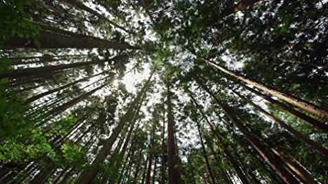 In Pursuit of Silence