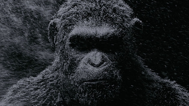 War for the Planet of the Apes (Source: themoviedb.org)
