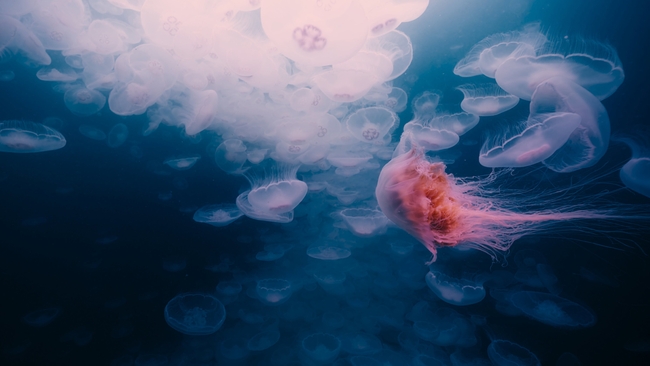 Voyage of Time: Life's Journey (Source: themoviedb.org)