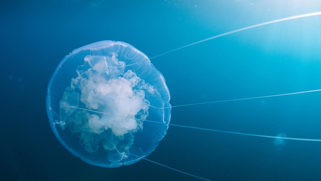 Voyage of Time: Life's Journey (Source: themoviedb.org)