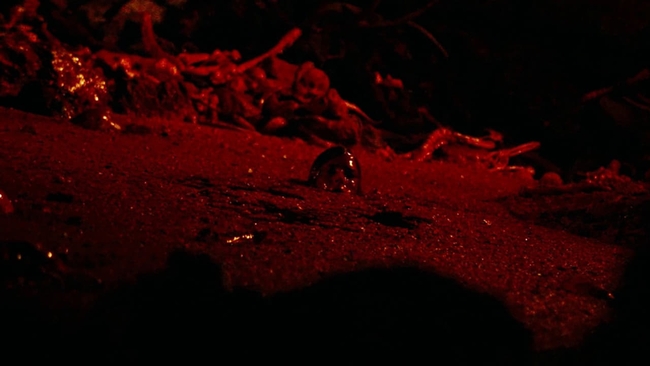 The Descent (Source: themoviedb.org)