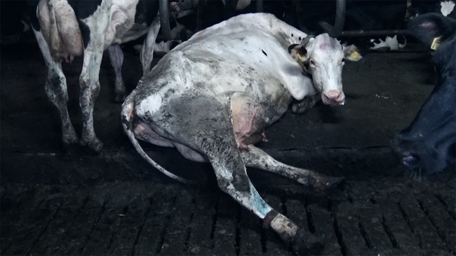 Food for Profit (Source: themoviedb.org)