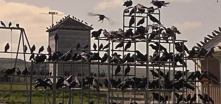 The Birds (Source: themoviedb.org)